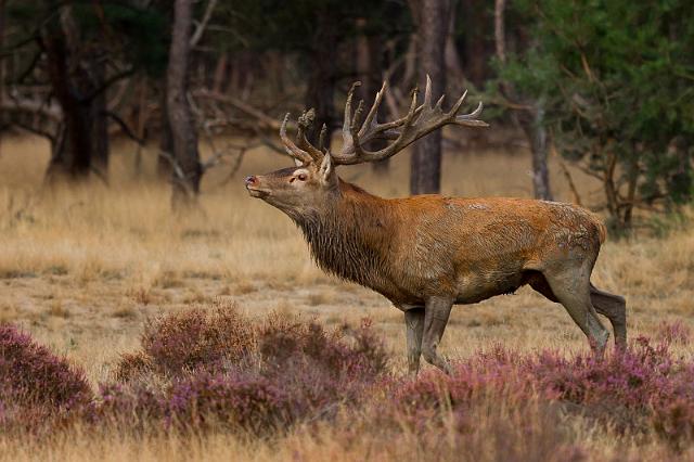 40 Hoge Veluwe, edelhert.jpg